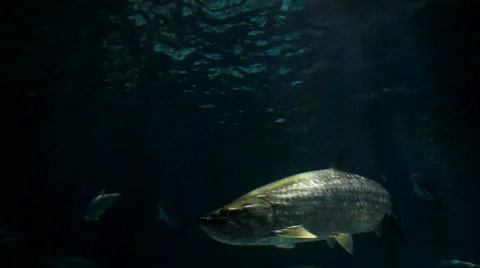Large Aquarium Sea Turtle large fish swimming underwater Stock Footage 58178852