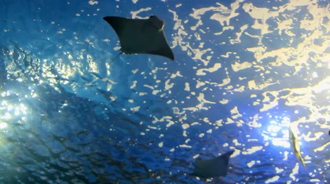 Large Aquarium Stingrays swimming from below Stock Footage 58178944