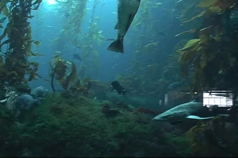 Large Aquarium Tank Video stock 285498