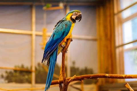  Large Ara from neotropical genus of macaws parrot family Large Ara from n... 스톡 사진
