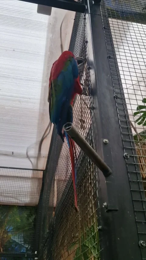 Large Ara parrot climbing a wire aviary wall using claws and beak Stock Footage 313131205
