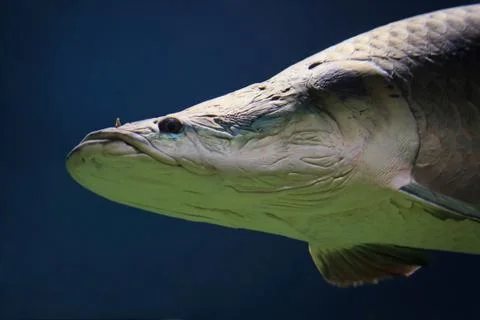 Large Arapaima in the Amazon under water Stock Photos