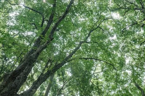 Large arched branch beneath vibrant green forest canopy Stock Photos