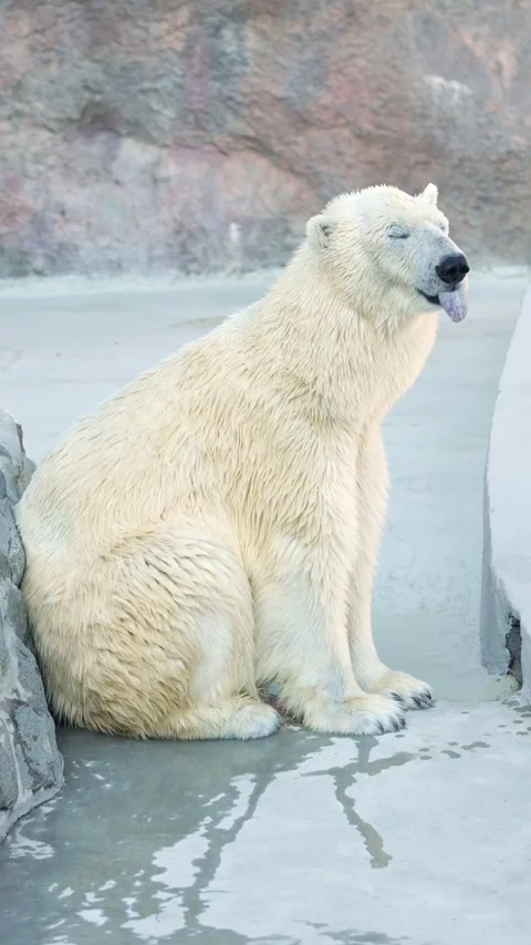 Large Arctic Predator Rests Calmly On Rock Ledge In Zoo Exhibit. Magnificent 스톡 동영상 346989469