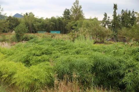 A large area of cannabis plants growing in the countryside, photo-realistic.. Stock Photos