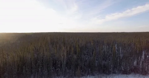 Large area covered with coniferous tree on a sunny day Stock Footage 79789266