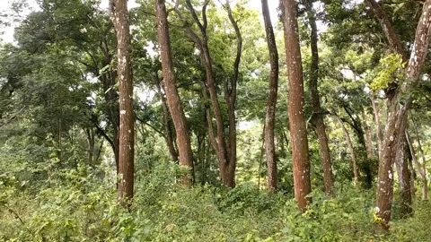 A large area covered with dense trees and other vegetation. Stock Footage 326403622
