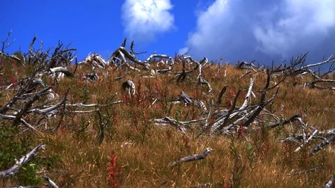 Large area of destroyed forest after fire in mountain Stock Footage 105379922