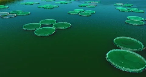 Large Area Fishing Grounds Nets Vibrant Green Algae Waters Aerial Orbit Stock Footage 300508109