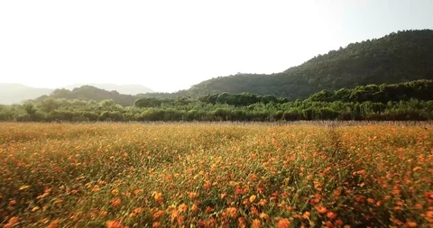 A large area of flowers1 Stock Footage 92837171