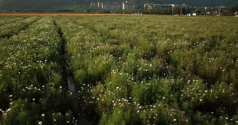 A large area of flowers2 Stock Footage 92837036