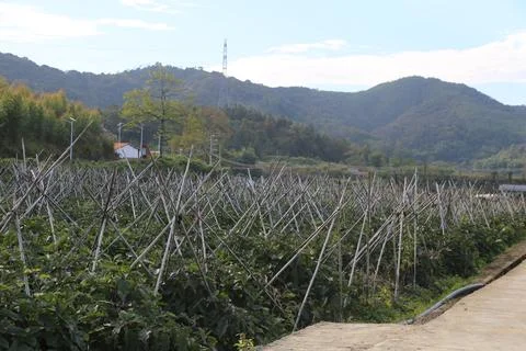 A large area of pepper fields, with white high-voltage lines running throug.. Stock Photos