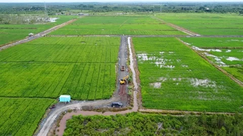 A large area of rice fields and the activities of farmers in the rice fields Stock Footage 308056872