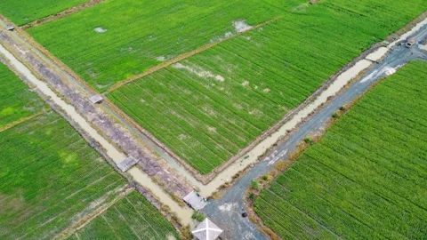 A large area of rice fields and the activities of farmers in the rice fields Stock Footage 308058103