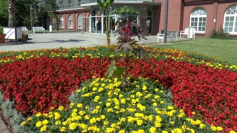 Large Array of Red and Yellow Flowers at Frankfurt Botanical Gardens Stock Footage 82752566