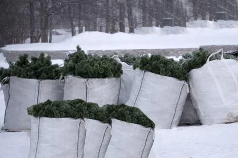 Large artificial Christmas tree being placed in red nylon zipper bag for next Stock Photos