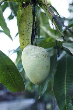 Large arumanis mango fruit is still on the tree Stock Photos