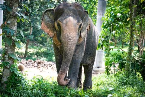 Large Asian Elephant Front View Stock Photos