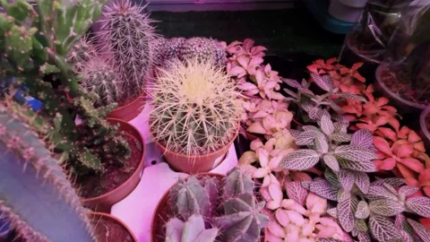 Large assortment of cacti and small flowers 库存影片 146790185