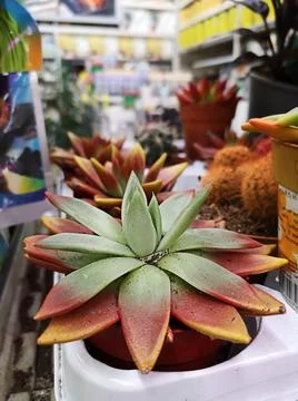 Large assortment of cacti in different colors and sizes on the shelf in store Foto stock
