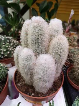 Large assortment of cacti in different colors and sizes on the shelf in store Stock Photos