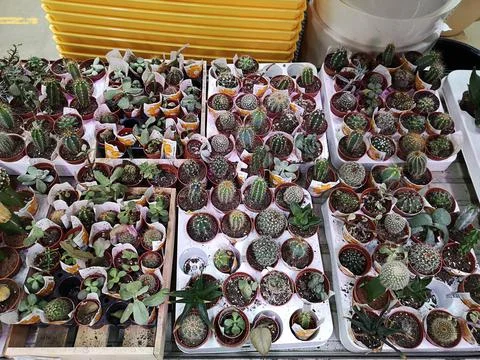 Large assortment of cacti in different colors and sizes on the shelf in store Foto stock