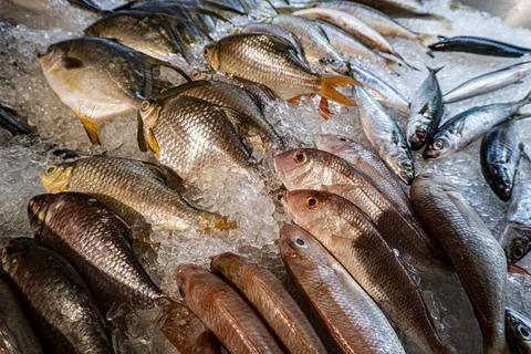 Large assortment of fish are displayed in a freezer Stock Photos