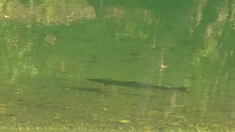 Large atlantic salmon in the waters of a river in northern Spain - 387 Stock Footage 310795585