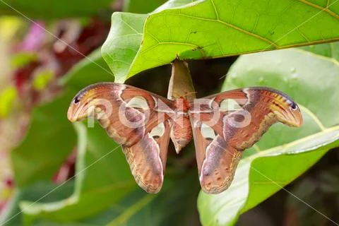 Large Atlas moth tropical butterfly (Attacus atlas) resting Stock Photos