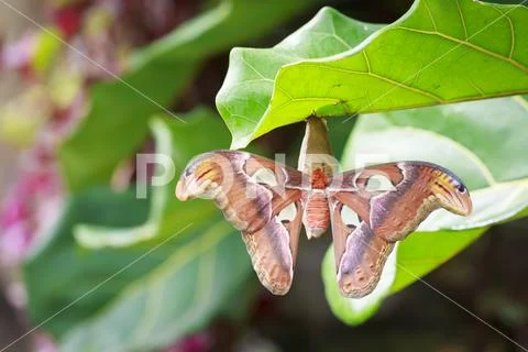 Large Atlas moth tropical butterfly (Attacus atlas) resting Stock Photos