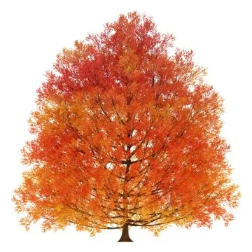 Large Autumn Tree Stock Illustration