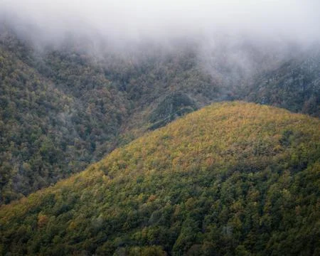 Large autumnal deciduous native forest Stock Photos