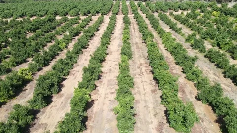 Large Avocado plantation with young trees orchard, green avocado tree before har Video stock 141518436