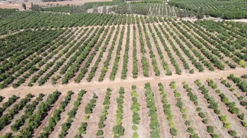 Large Avocado plantation with young trees orchard, green avocado tree before har Video stock 141519341