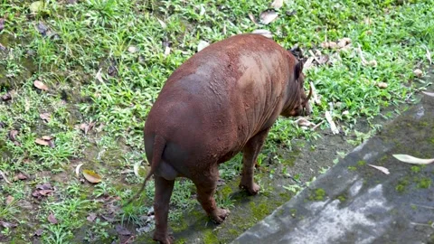 A large Babirusa (Babyrousa) is seen from the side. Stock Footage 329624422