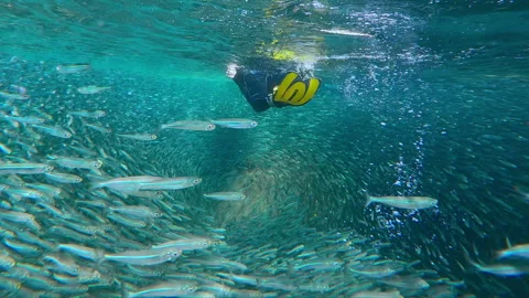 Large bait ball of sparkling Silversides Atherina with woman snorkeler swimming Stock Footage 336485239