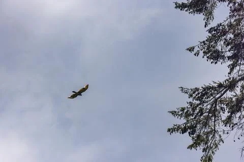 Large bald eagle flying above the branches of a pine tree Stock-Fotos