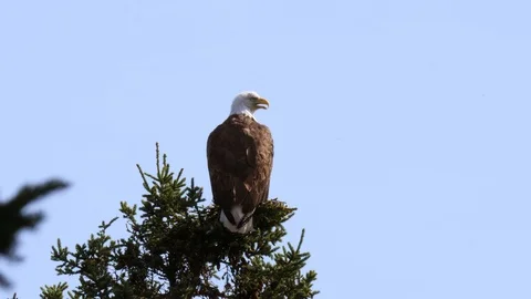 Large bald eagle preening his feathers on top of large tree Stock Footage 122409796