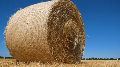 A large bale of straw in a field against a blue sky. Video stock 290846859
