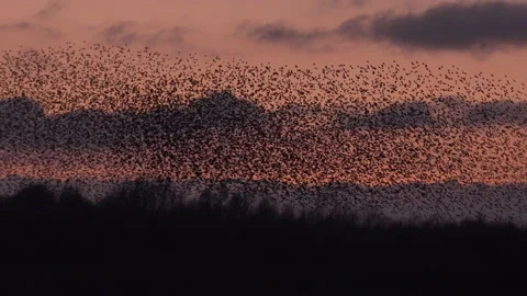 Large ball of birds flying in the evening light England UK 4K Stock Footage 147904055