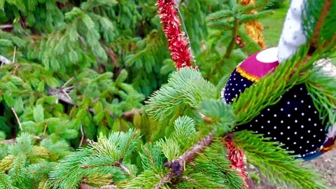 A large ball with a garland hangs on the branches of a green spruce. Video stock 323324890