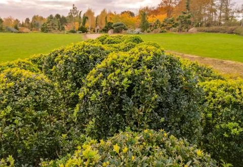 Large Ball Shrubs Stock Photos