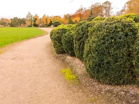 Large Ball Shrubs Stock Photos