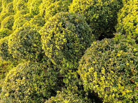 Large Ball Shrubs Stock Photos