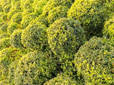 Large Ball Shrubs Stock Photos
