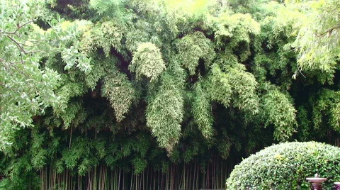 Large Bamboo Forest Stock Footage 629708