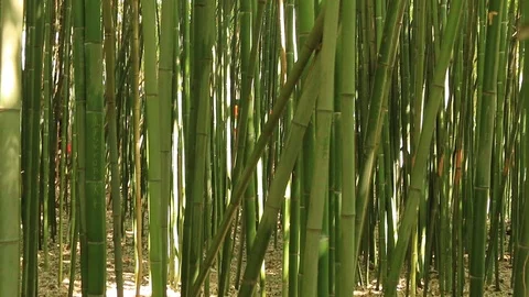 Large bamboo grove Stock Footage 85575617
