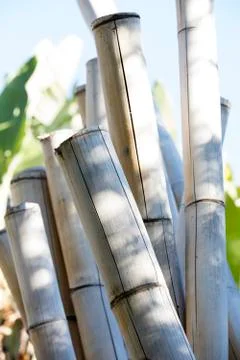 Large Bamboo Stock Photos