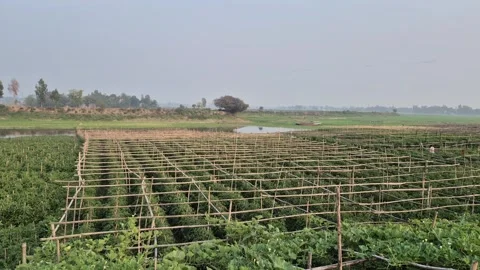 Large Bamboo Trellis Structure Built in Field for Vegetable Farming Stock Footage 336824216