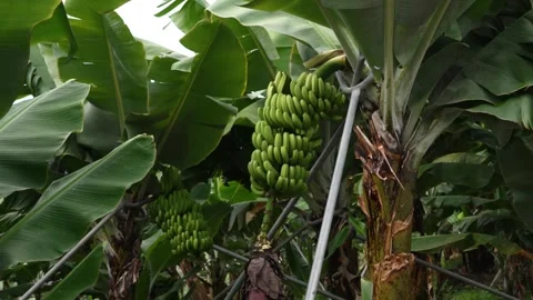 Large banana bunches hanging from trees in Madeira Island, with the fruit Stock Footage 346070962